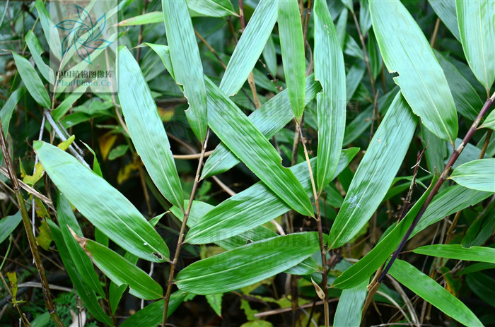  p>赤竹(学名: i>sasa longiligulata  /i>mcclure)是灌木状或低矮 a