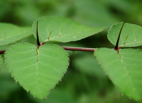 叶轴有刺,小叶卵形或阔卵形,长5~10厘米,宽2~7厘米,基部圆形,先端渐尖
