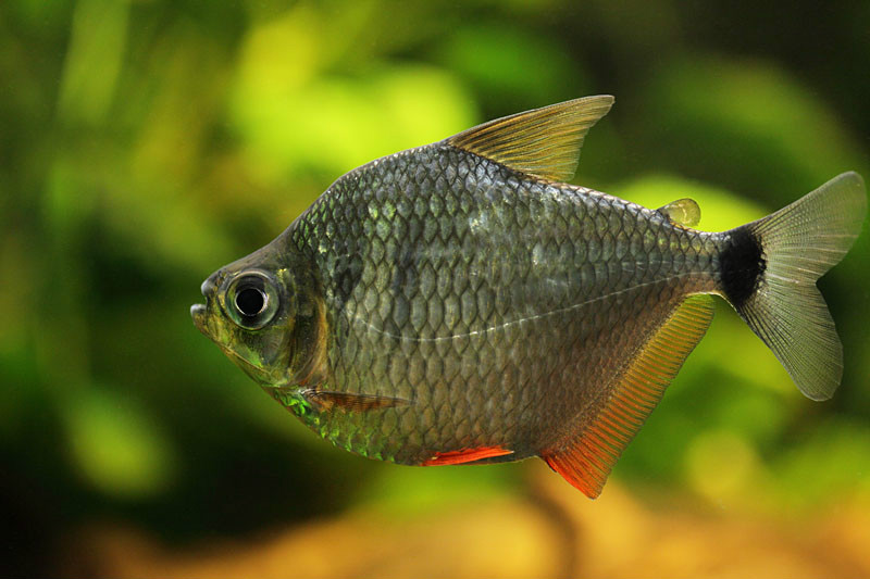 为脂鲤目,脂鲤亚目,脂鲤科,大眼脂鲤亚科,大眼脂鲤属一种淡水鱼类