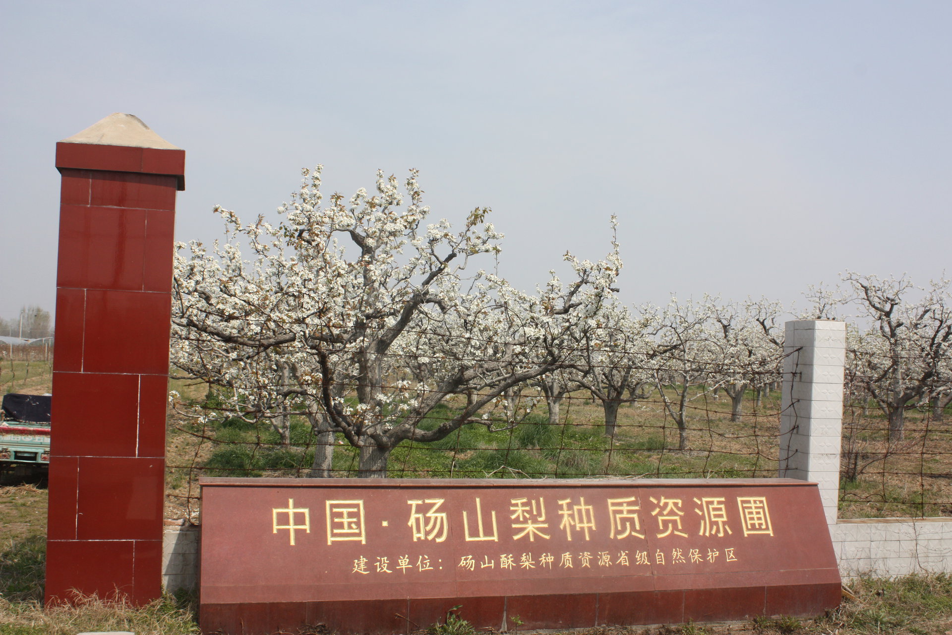 砀山酥梨保护区