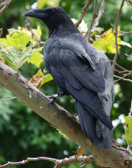  p>渡鸦(学名: i>corvus corax /i>):是一种全身黑色的大型 a href="