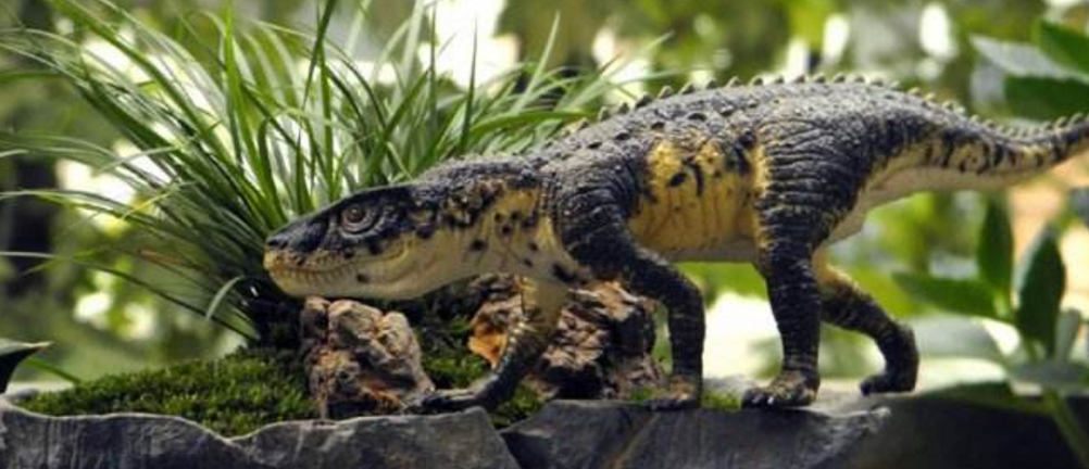 从复原图上看,波斯特鳄有些像鳄鱼和霸王龙的杂交种.