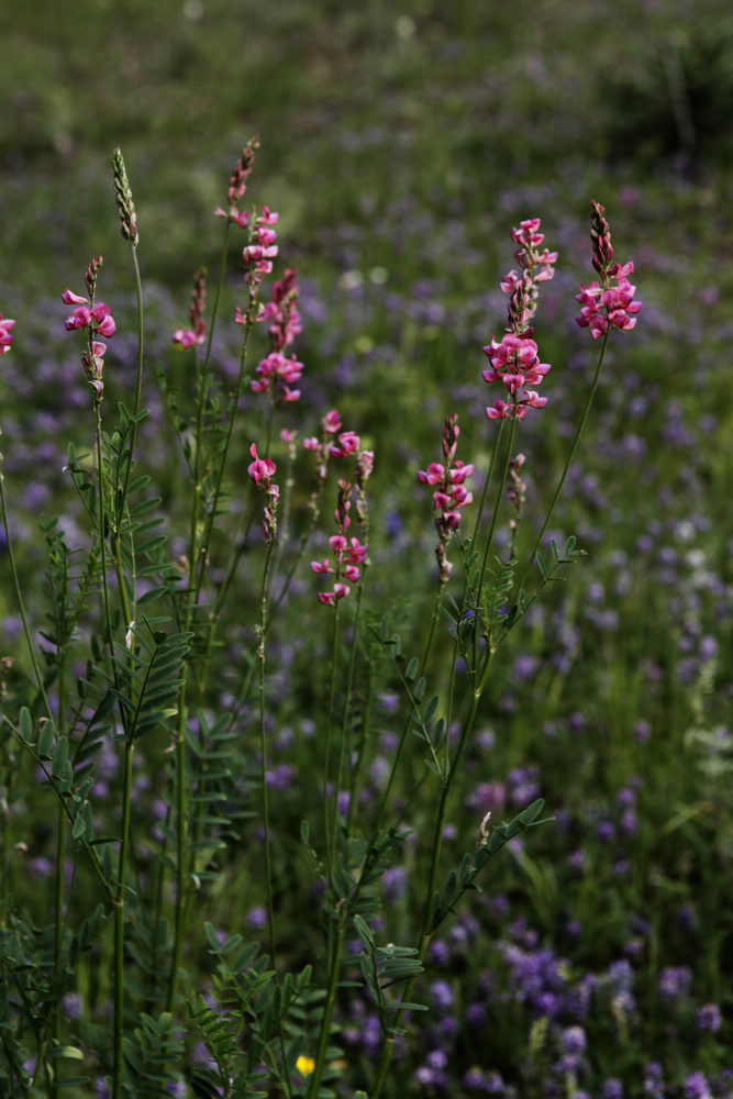  p>驴食草(学名: i>onobrychis viciifolia  /i>scop.