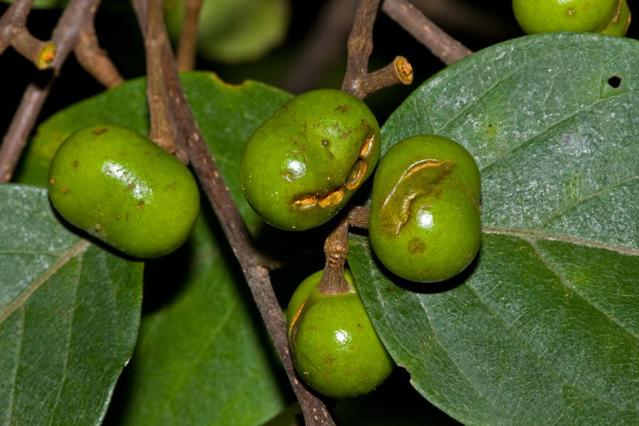  p> b>大果臀果木 /b>(学名: b> i>pygeum macrocarpum /i> /b>),为 a