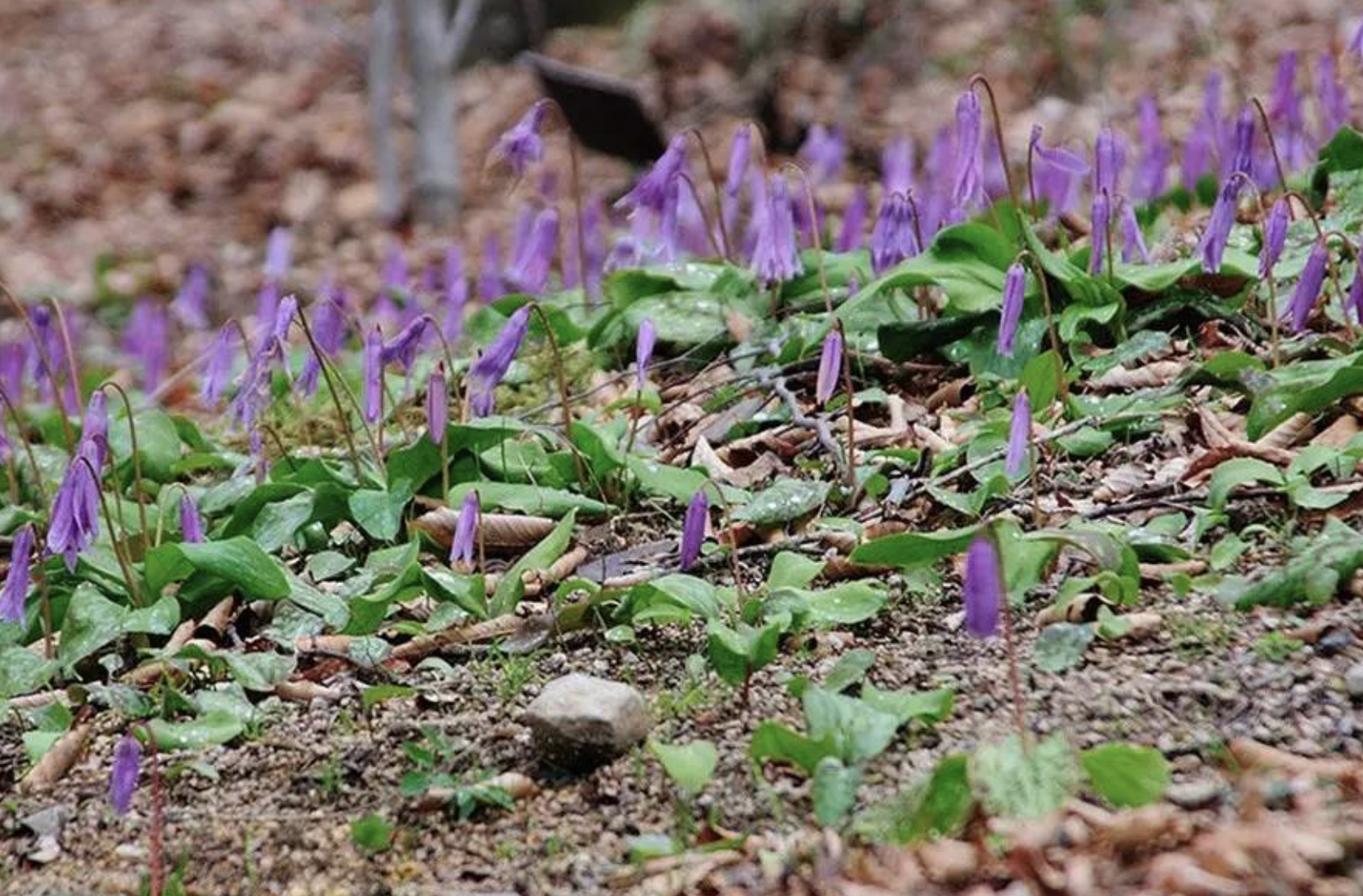  p>新疆猪牙花 i>( /i> i> a href="#" data-lemmaid="8074290">学名 