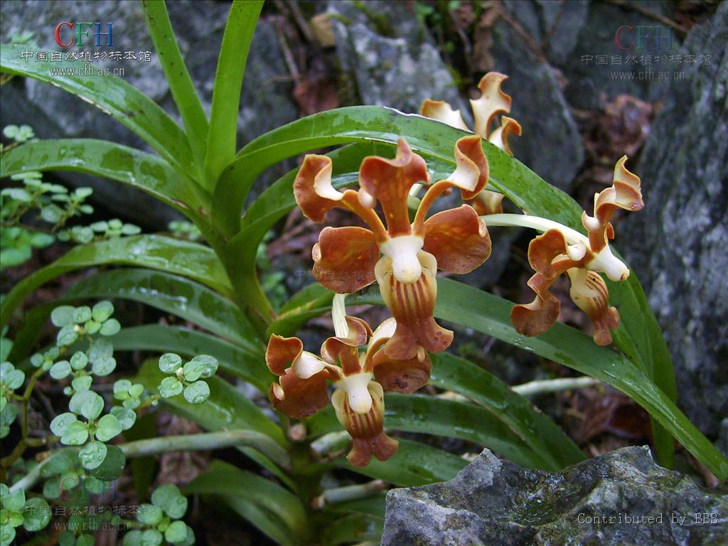  p>纯色万代 b>兰 /b>(拉丁学名: i>vanda subconcolor /i> t.