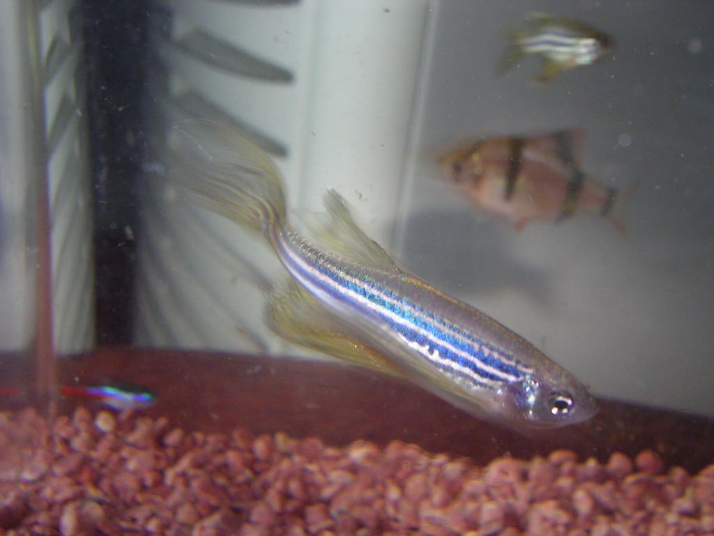 zebra fish