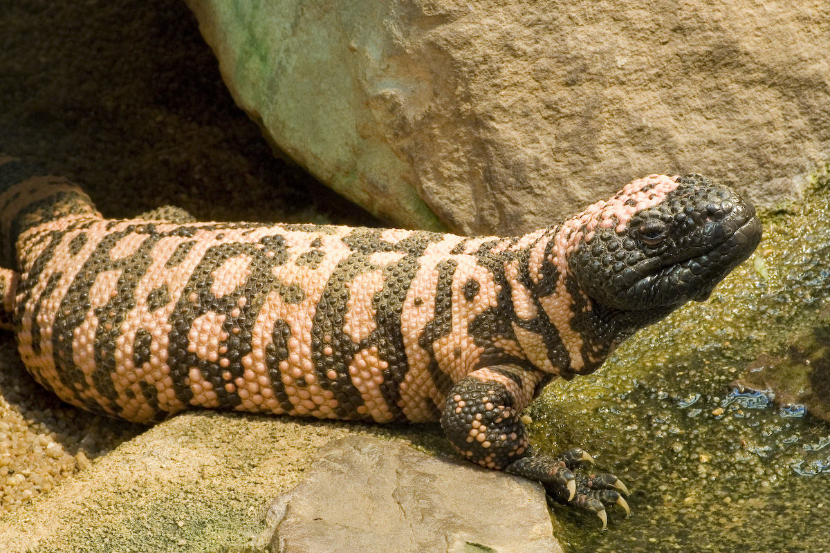 危地马拉珠毒蜥