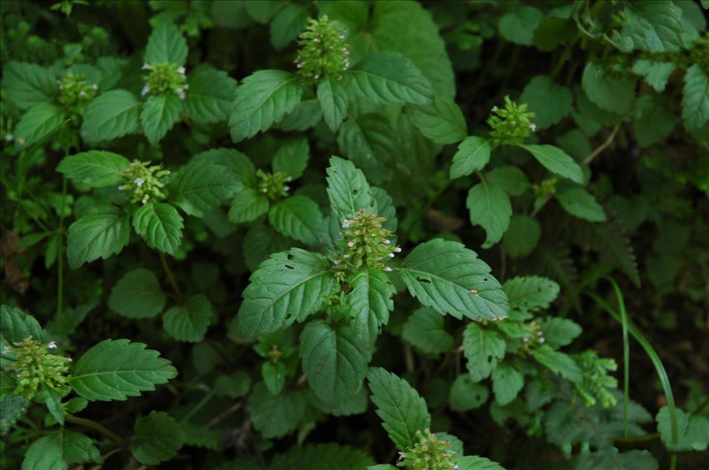  a href="#" data-lemmaid="3113946">风轮菜属 /a>多年生草本,高可达