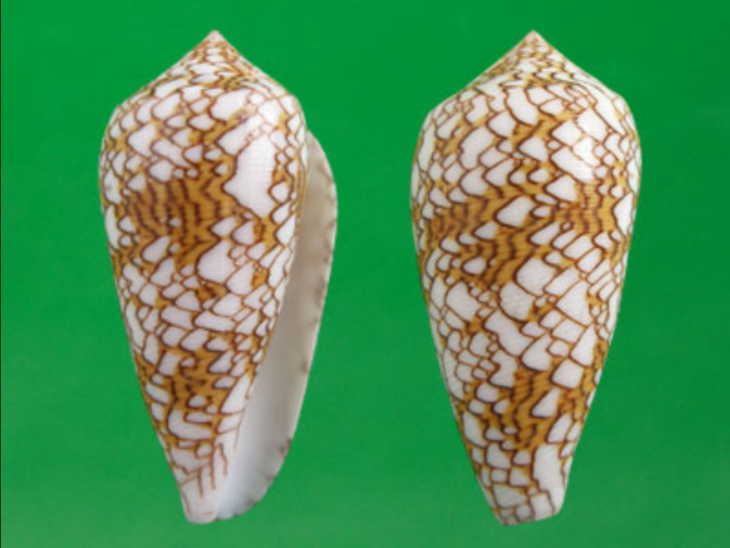  p>织锦芋螺(学名:cylinder textile textile)花纹清晰,贝壳厚实.