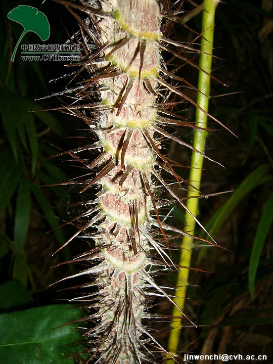  p data-id="gnytetxhd9">黄藤( i>daemonoro