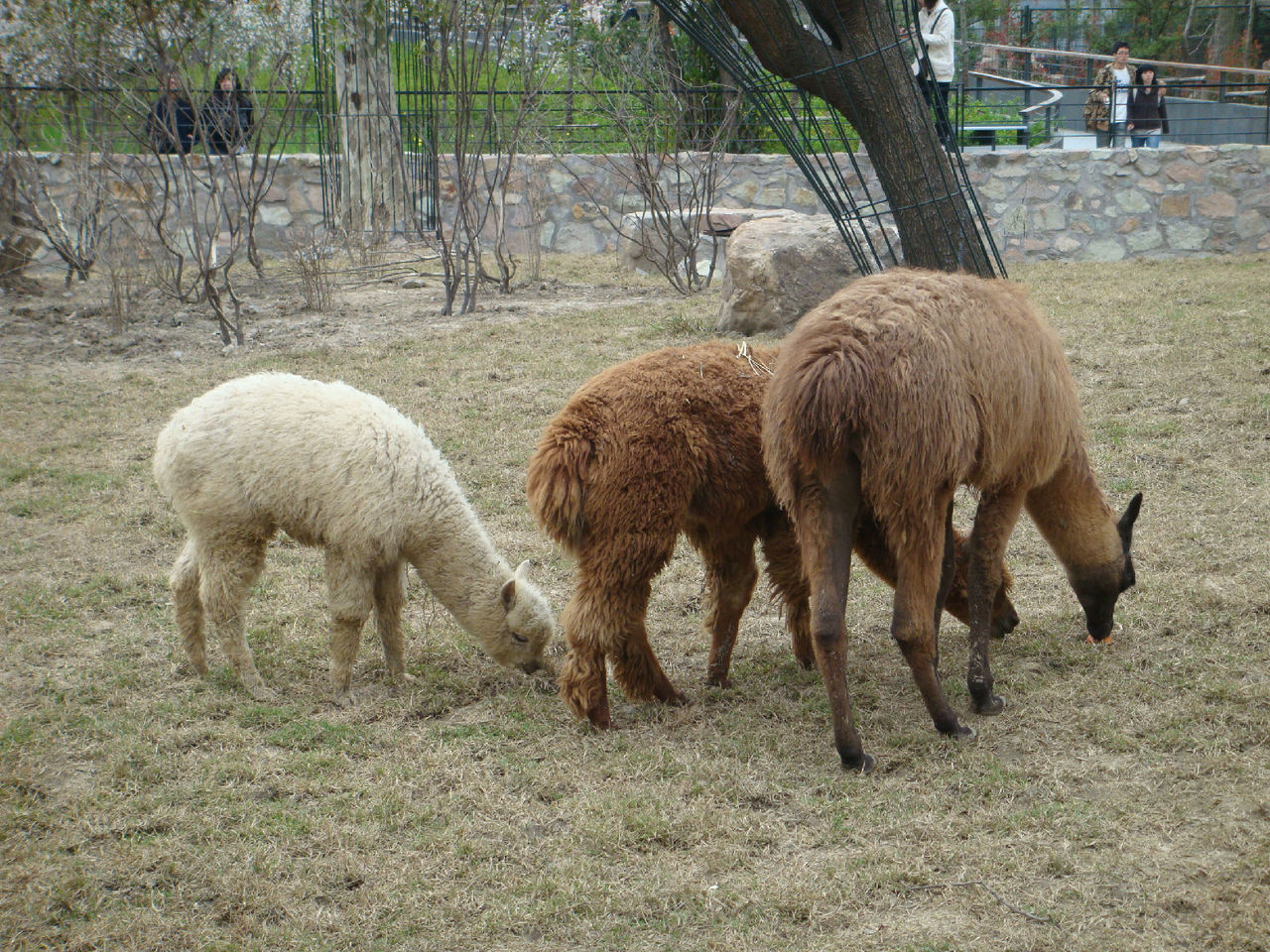  p data-id="gnwiy3wj9h"> b>大羊驼 /b>(拉丁学名: i>lama glama /i>