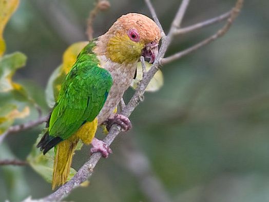 white-bellied parrot