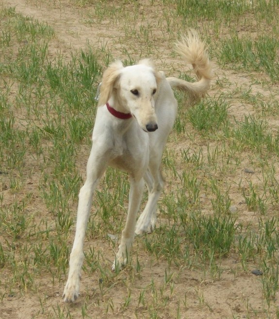 又名中国细犬,山东细犬