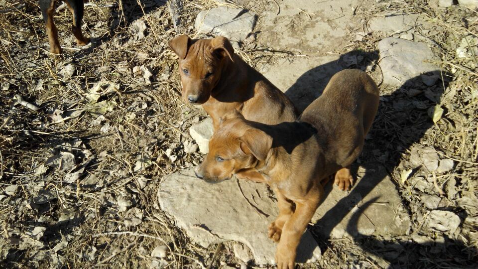  p>太行红犬产地在河南西北南太行辉县市山区,它是近年来培育的一个新