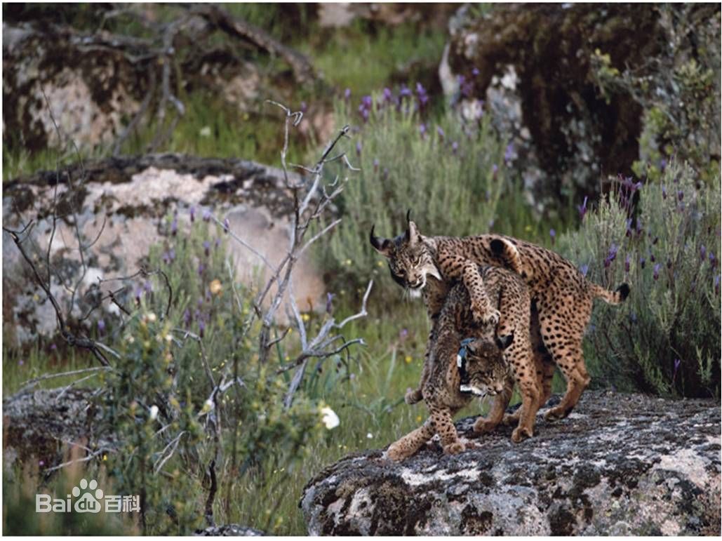 iberian lynx