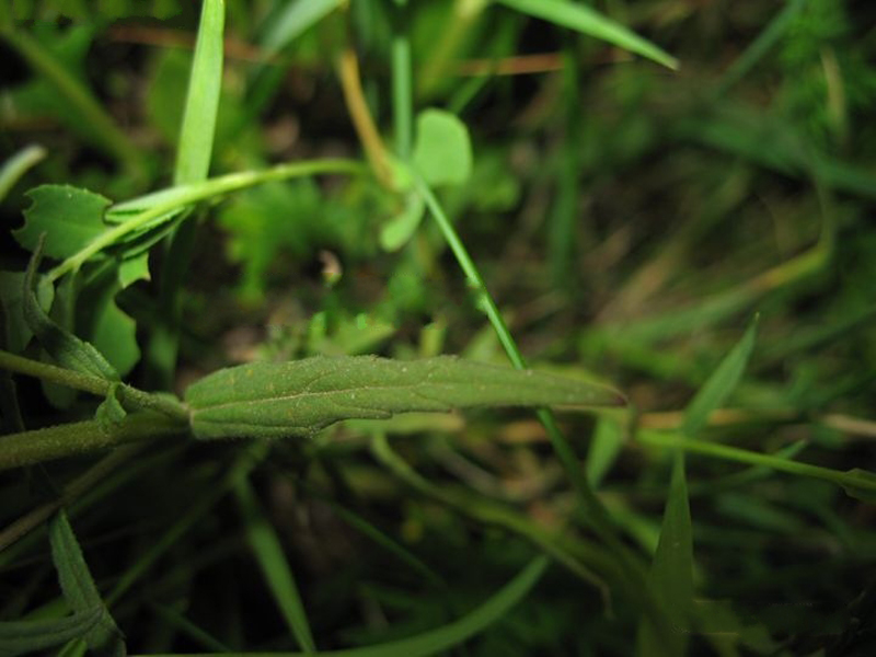  p>疗齿草,odontites vulgaris moench,为玄参科疗齿草属下的一个种, 