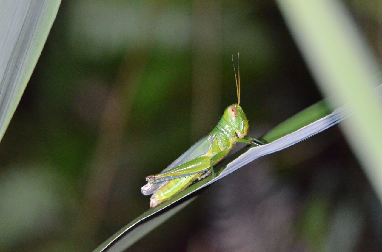 href="/item/网翅蝗科">网翅蝗科 /a>竹蝗属的一种昆虫,俗称竹蝗,蝗虫