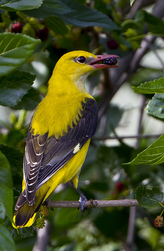 eurasian golden-oriole