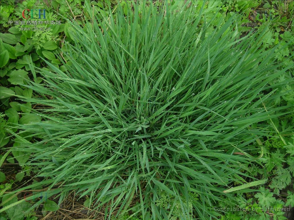  p>野古草(学名: i>arundinella anomala /i> steud.