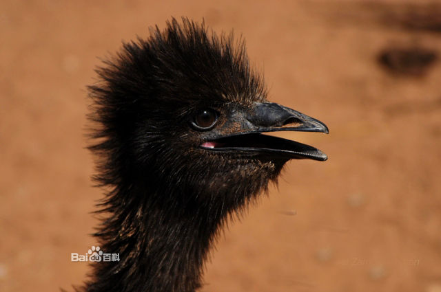 dromiceius novae-hollandiae