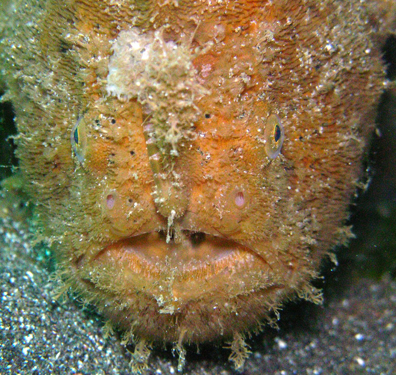  p>毛躄鱼(学名: i>antennarius hispidus /i>)是躄鱼科,躄鱼属的一种