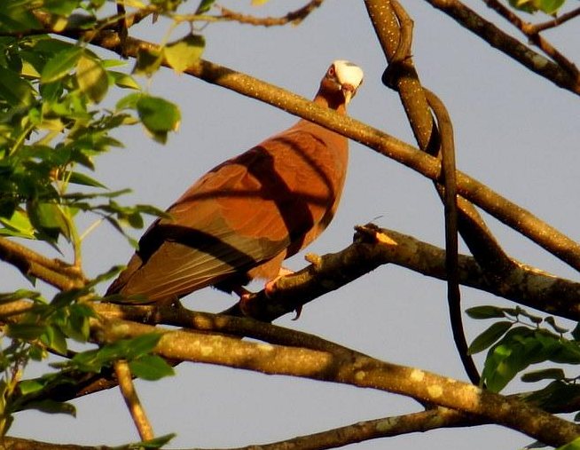  p>紫林鸽(学名: i>columba punicea /i>)为 a href="#">鸠鸽科 /a>鸽