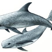 peponocephala electra