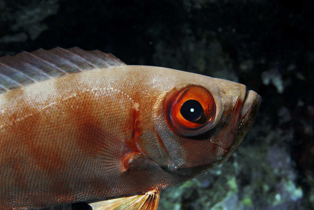  p>斑鳍大眼鲷,学名: i>priacanthus cruentatus /i> (lacepede, 1801