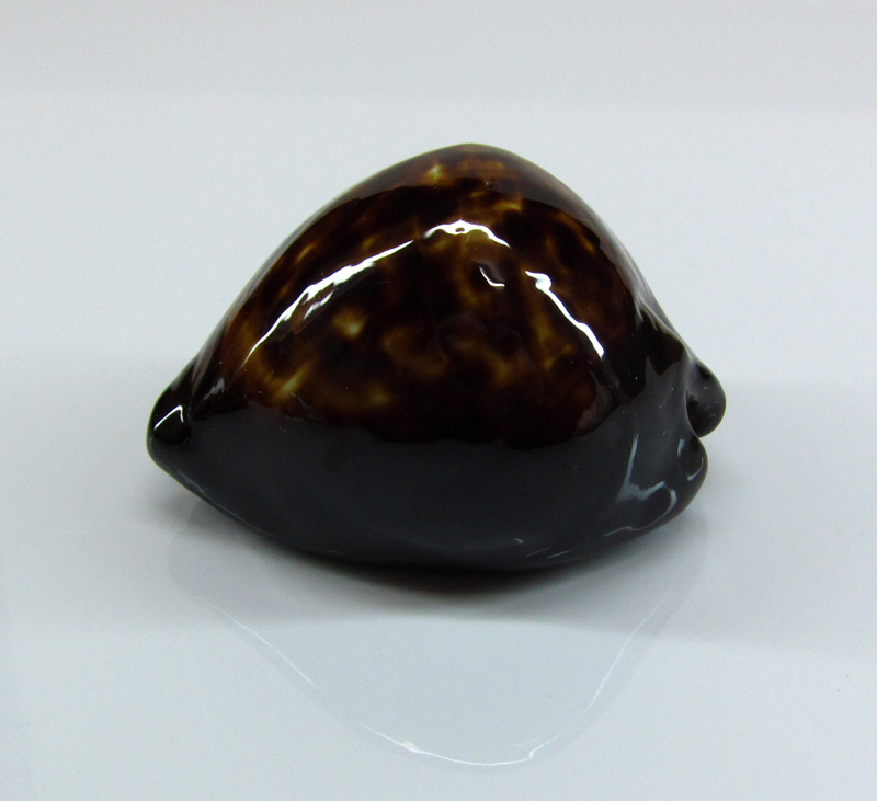  p>缎带宝螺(学名:blasicrura pallidula pallidula )是腹足纲宝螺科