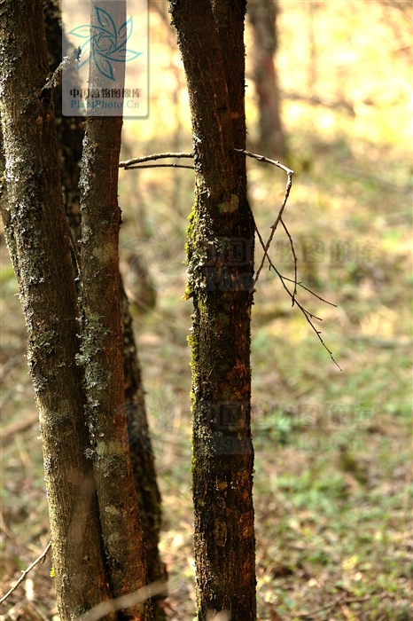  p>湖北花楸(学名:sorbus hupehensis c. k. schneid.