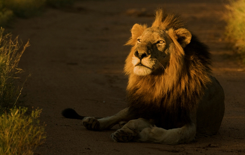 坏男孩(克鲁格国家公园中的狮群联盟)_百度百科