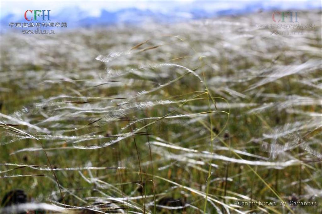  p>紫花针茅(学名: i>stipa purpurea /i> griseb.