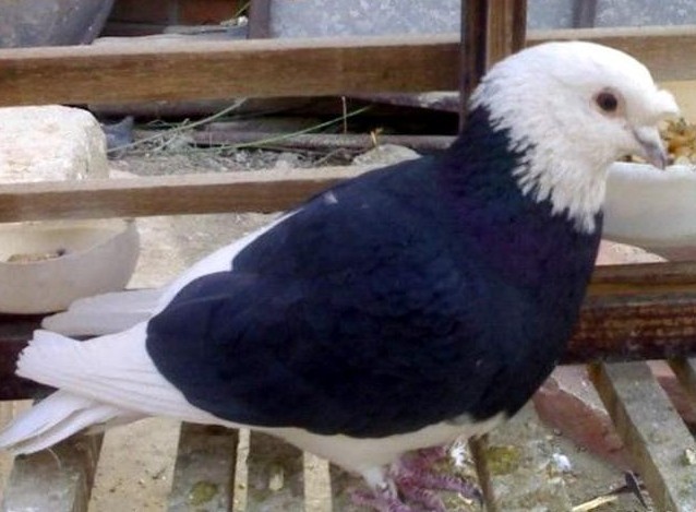  p>四块玉鸽是中华传统观赏鸽品种,也称四边白鸽,产于中国. /p>