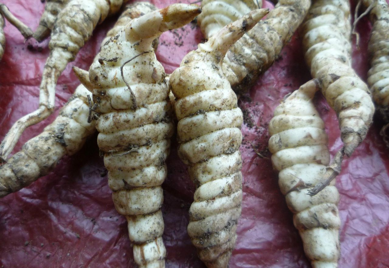 jp324eh">虫草参,又叫 a target="_blank" href="/item/地蚕/4906353"