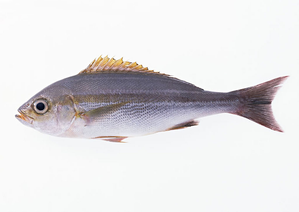  p>青条鱼(pneumatophorus japonicus)是 a target