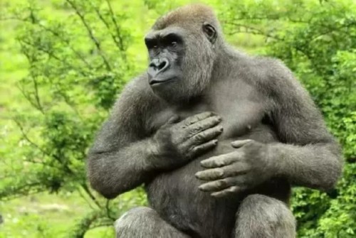  p>地猿是 a target="_blank" href="/item/地猿始祖种/686332" data