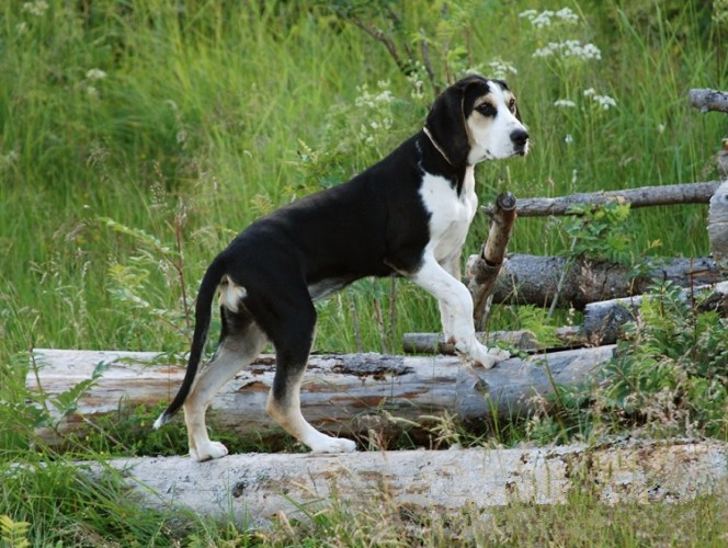  p>历史:挪威的育种家威廉·邓克尔将俄国的哈利青犬(harlequin hound