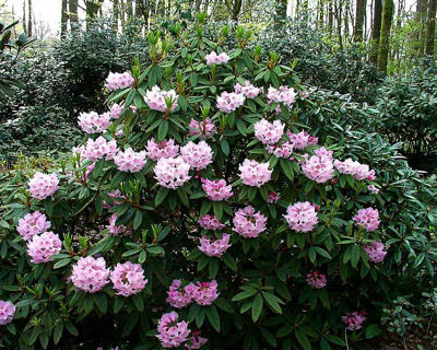  p>银叶杜鹃(学名: i>rhododendron argyrophyllum /i> franch.
