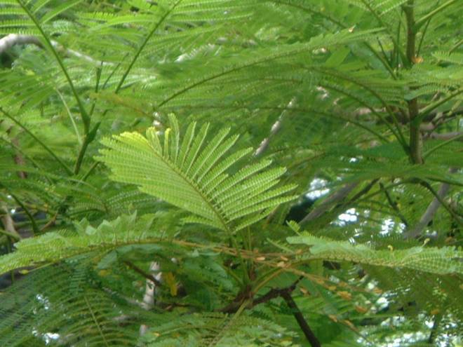delonix regia (boj.) raf.