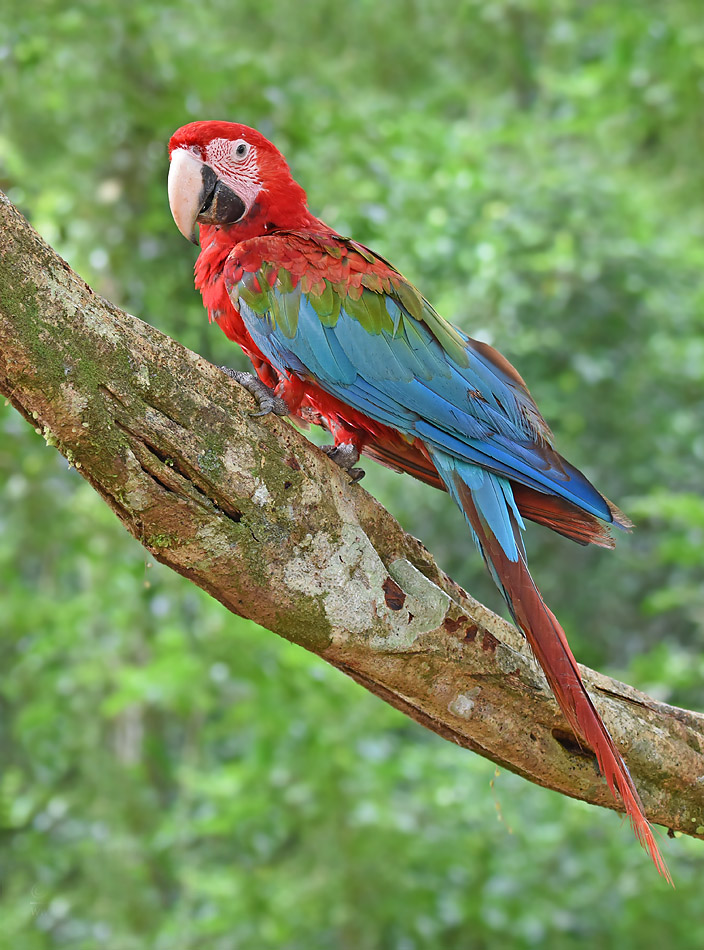  p>红绿金刚鹦鹉(学名: i>ara chloropterus /i>):是鹦鹉科,金刚鹦鹉