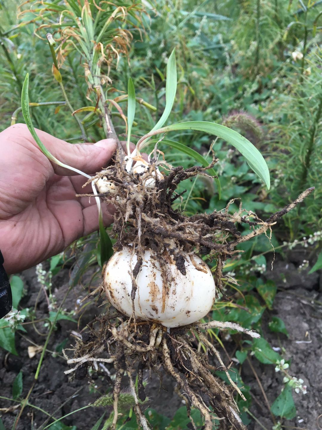 新疆百合