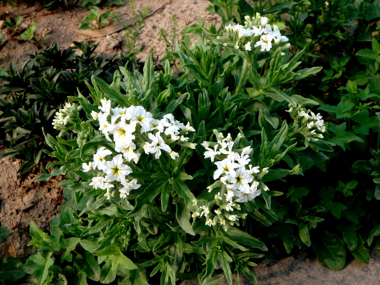  p>砂引草(学名: i>messerschmidia sibirica /i> l.