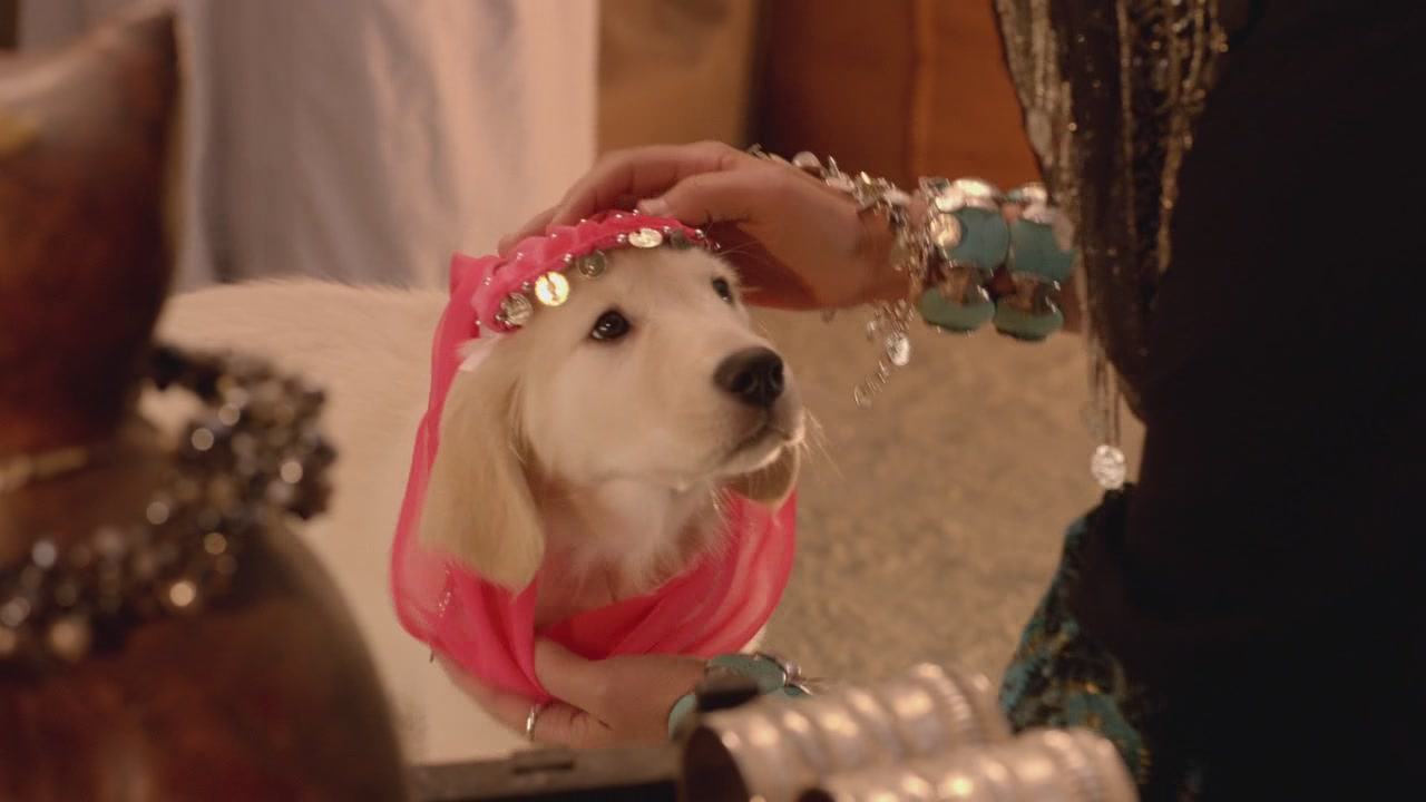  p>《护宝狗狗》是由 a>罗伯特·文斯 /a>执导的一部喜剧片.