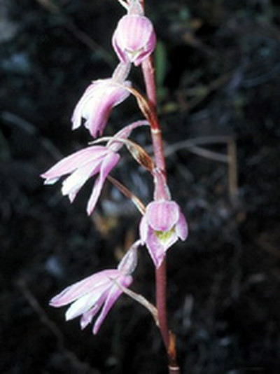  p>粉口兰(学名: i>pachystoma pubescens /i> bl.