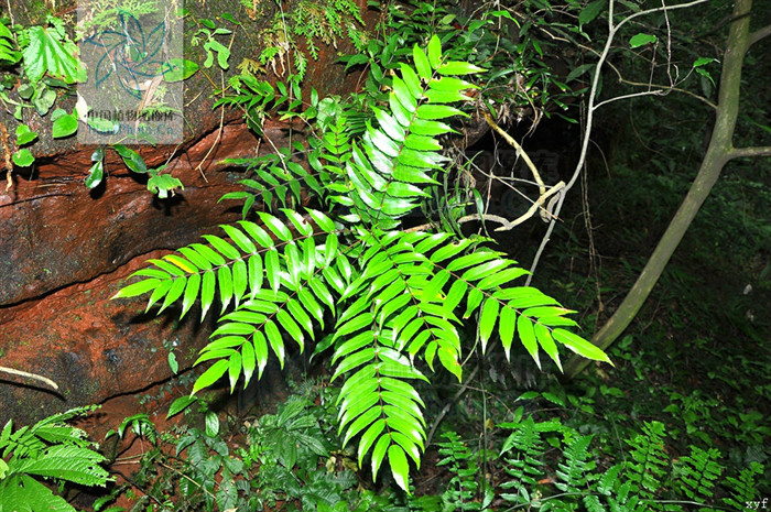 阿里山十大功劳