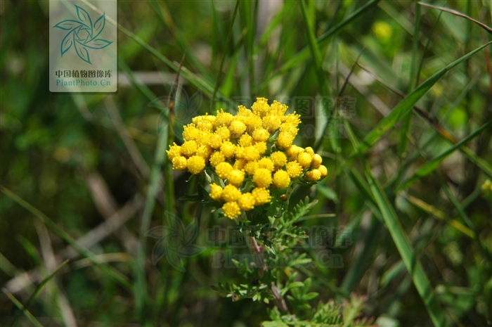  p data-id="gnb6h4iaig">细裂亚菊( i>ajani