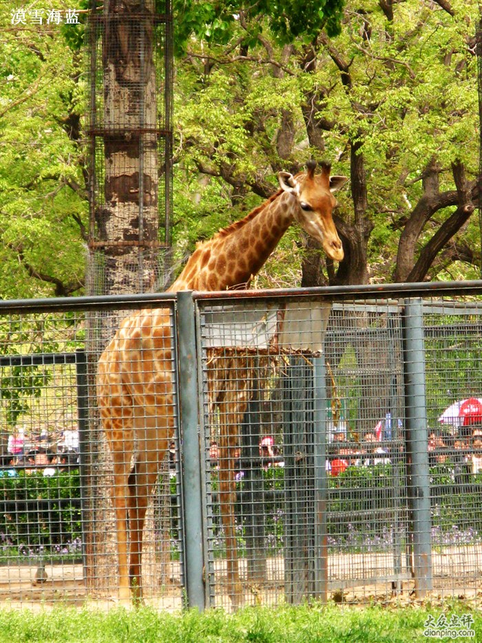 北京动物园长颈鹿馆
