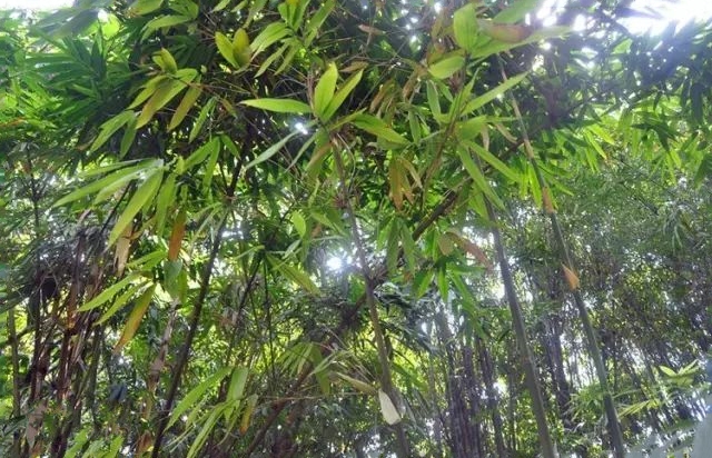  p>沙罗单竹(学名: i>schizostachyum funghomii /i> mcclure)是禾本