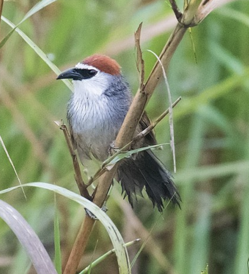  p>红顶鹛(学名: i>timalia pileata /i>)是画眉科,鹛属小型鸟类,体长